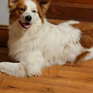 Charlie joined the competition — help win amazing prizes! adorable, blurred, brown_and_white, canine, closeup, dog, domestic_animal, ear, fur, furniture, happy, hardwood_floor, home, indoor, laying_down, paw, pet, portrait, tongue, wooden_cabinet