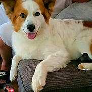 Charlie joined the competition — help win amazing prizes! dog, pet, couch, indoor, happy, tongue_out, fur, paw, person, footwear, nike, relaxing, smiling, brown_and_white, furniture, living_room, comfort, animal, domestic_animal, canine