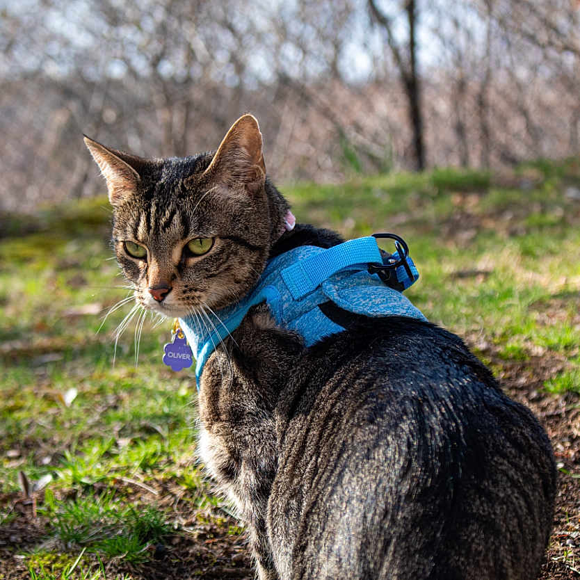 Oliver is registered to the contest to win money with this photo: alert, animal, blurred_background, cat, closeup, collar, daylight, feline, forest, fur, grass, green_eyes, harness, mammal, nature, outdoor, pet, sitting, tabby_cat, whiskers