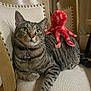 cat, tabby_cat, plush_toy, octopus_toy, chair, indoor, pet, collar, tag, feline, striped, relaxed, fur, whiskers, paws, seated, domestic_animal, cute, companion, home