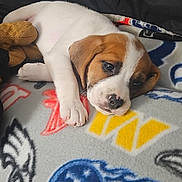 Roxy is registered to the contest to win money with this photo: puppy, dog, pet, sleeping, blanket, plush_toy, cute, brown_and_white, indoor, relaxed, animal, young_dog, lying_down, soft_texture, cozy, close_up, adorable, resting, fur, domestic_animal
