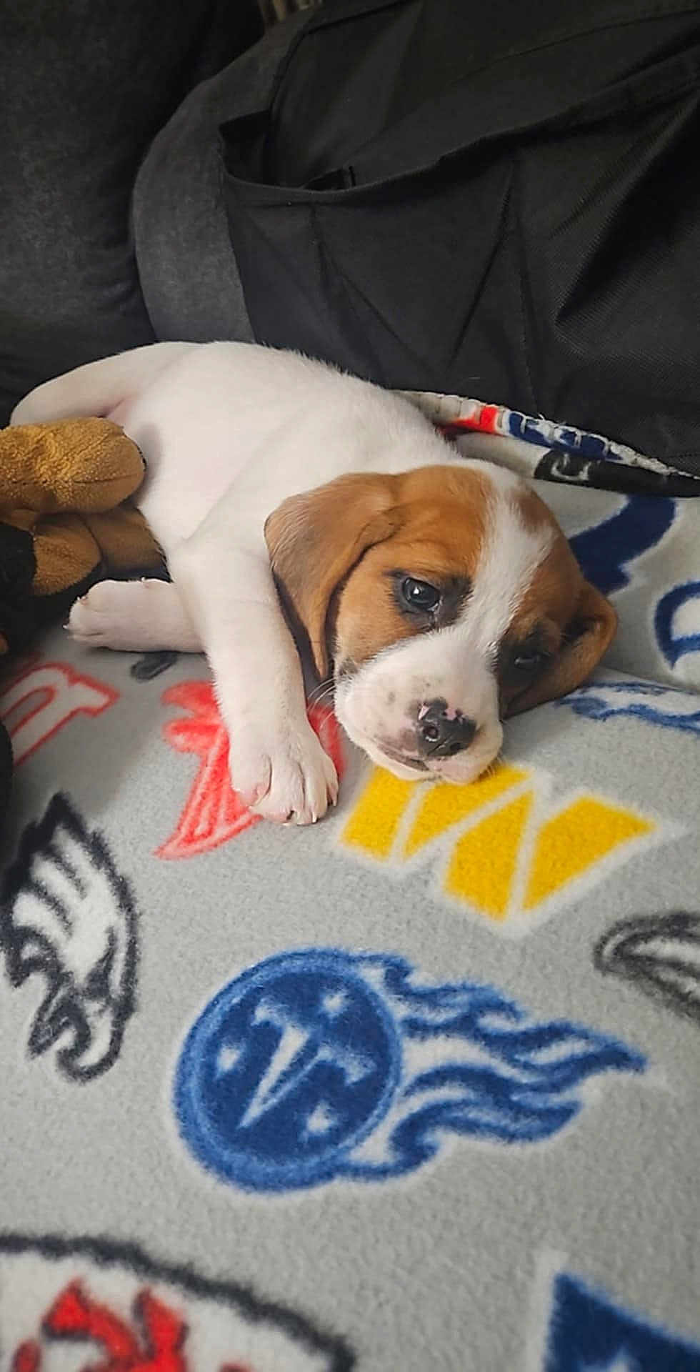 Roxy is registered to the contest to win money with this photo: puppy, dog, pet, sleeping, blanket, plush_toy, cute, brown_and_white, indoor, relaxed, animal, young_dog, lying_down, soft_texture, cozy, close_up, adorable, resting, fur, domestic_animal