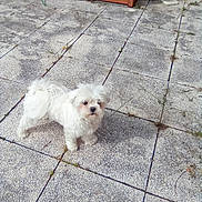 Neige participe au concours pour gagner de l'argent avec cette photo : dog, white_dog, small_dog, fluffy, pet, outdoor, patio, stone_floor, curious, looking_up, backyard, wooden_structure, plastic_containers, daylight, animal, canine, fur, standing, quiet, nature