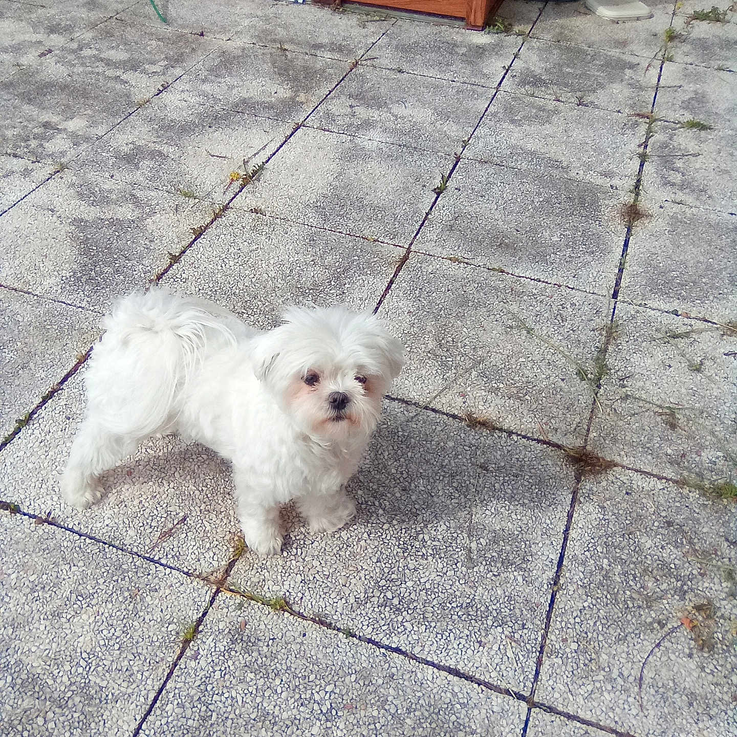 Neige