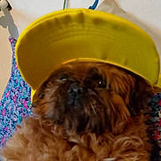 Harmony participe au concours pour gagner de l'argent avec cette photo : dog, brown_fur, yellow_cap, fluffy, pet, indoor, portrait, close_up, animal, cute, face, headwear, canine, domestic_animal, furry, colorful_background, fabric, wall, accessory, blur