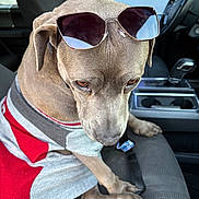 Tessie joined the competition — help win amazing prizes! dog, sunglasses, sweater, car_seat, vehicle_interior, pet, canine, brown_dog, clothing, close_up, portrait, indoor, seatbelt, seat, window, reflection, casual, calm, animal, accessory