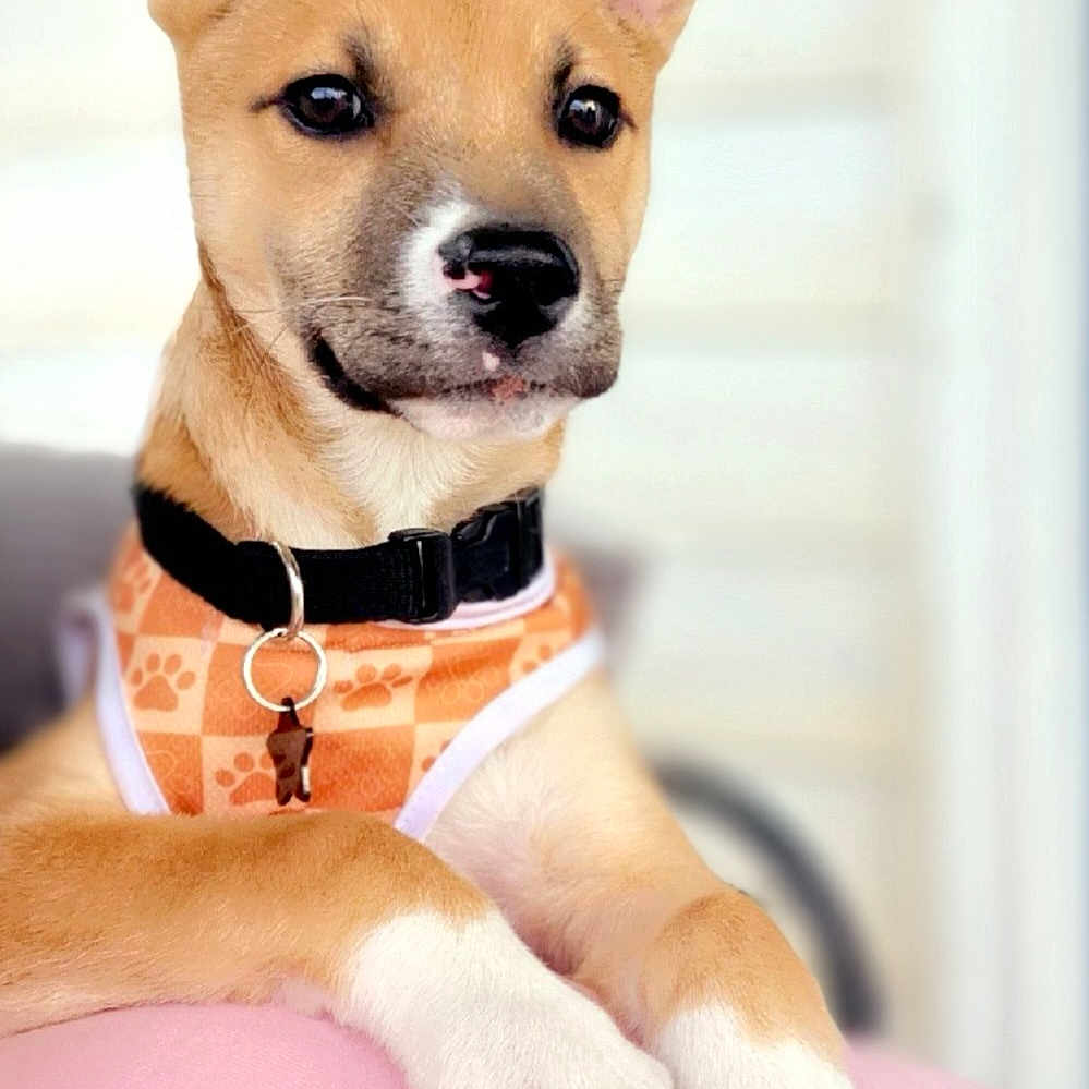 Winston
