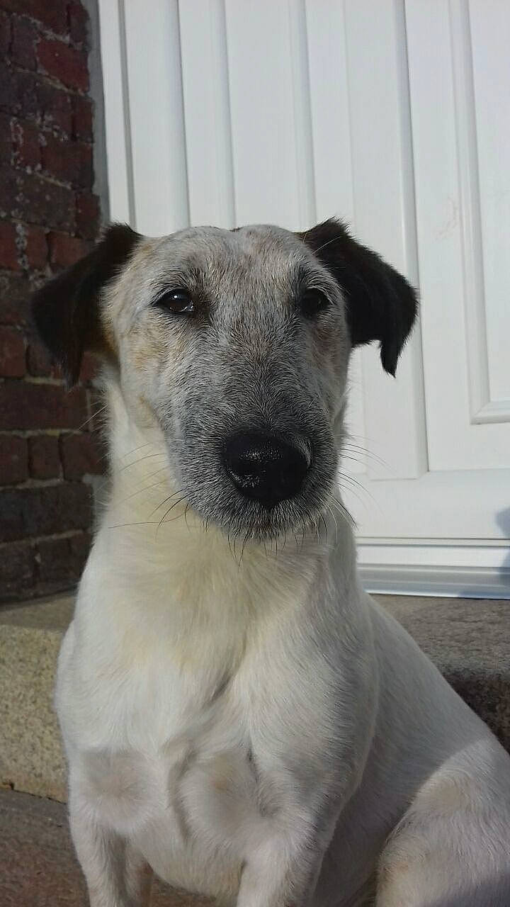 Inox a rejoint le concours — aidez-le/la à gagner de superbes lots ! canidae, carnivore, dog, dog_breed, fawn, mammal, potcake_dog, rare_breed_dog, snout, sporting_group, street_dog, vertebrate, whiskers