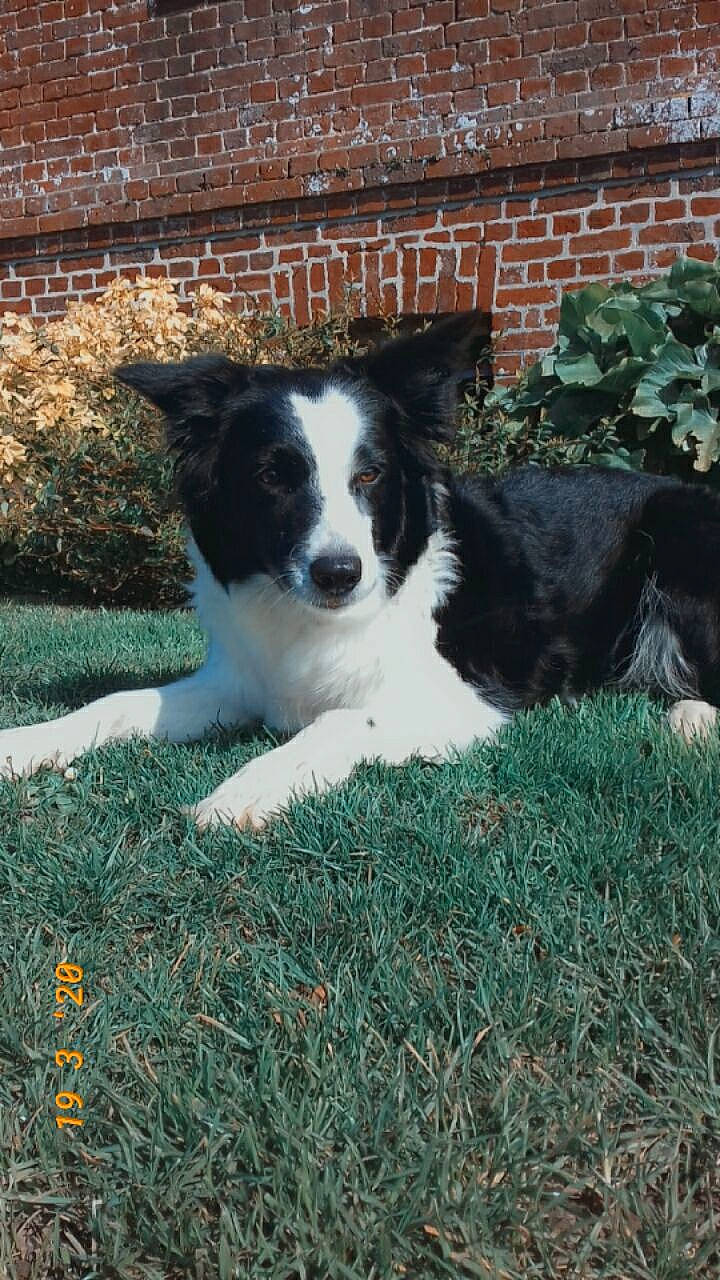 Loupe participe au concours pour gagner de l'argent avec cette photo : australian_collie, border_collie, canidae, carnivore, companion_dog, dog, dog_breed, english_shepherd, herding_dog, mammal, mcnab, rare_breed_dog, sporting_group, vertebrate, welsh_sheepdog, working_dog