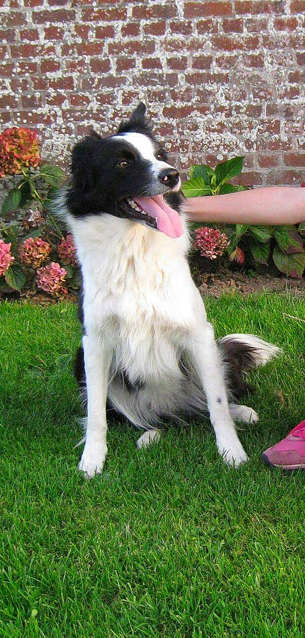 Loupe a rejoint le concours — aidez-le/la à gagner de superbes lots ! australian_collie, border_collie, bucovina_shepherd_dog, canidae, carnivore, companion_dog, dog, dog_breed, english_shepherd, herding_dog, karakachan_dog, mammal, rare_breed_dog, sporting_group, stabyhoun, tornjak, vertebrate