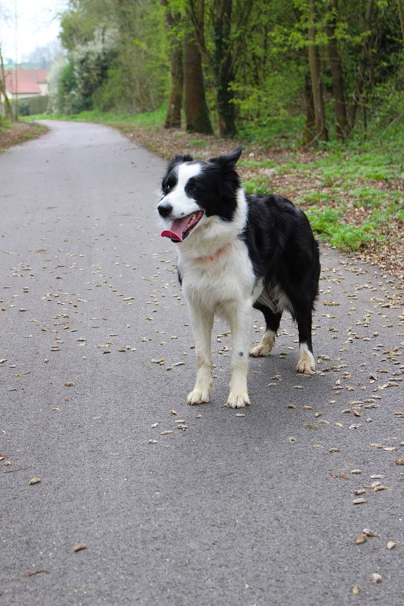 Loupe a rejoint le concours — aidez-le/la à gagner de superbes lots ! border_collie, bucovina_shepherd_dog, canidae, carnivore, dog, dog_breed, herding_dog, karakachan_dog, karelian_bear_dog, mammal, rare_breed_dog, sporting_group, stabyhoun, vertebrate