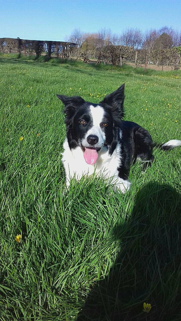 Loupe a rejoint le concours — aidez-le/la à gagner de superbes lots ! australian_collie, border_collie, canidae, carnivore, companion_dog, dog, dog_breed, english_shepherd, grass, herding_dog, karelian_bear_dog, mammal, mcnab, plant, russo_european_laika, sporting_group, vertebrate, welsh_sheepdog, working_dog