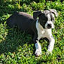 Shiloh is registered to the contest to win money with this photo: adorable, animal, black_and_white, cute, daylight, dog, ears, fur, grass, greenery, lying_down, mammal, nature, outdoor, pet, playful, puppy, small, sunlight, young