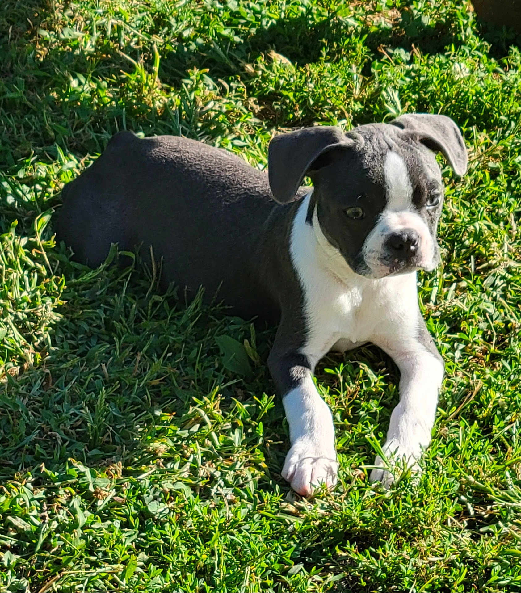 Shiloh