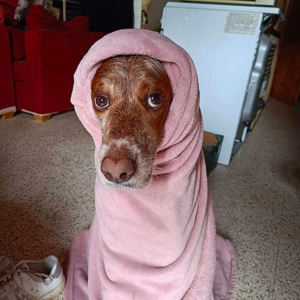 Oscar a rejoint le concours — aidez-le/la à gagner de superbes lots ! animal, appliance, blanket, canine, clothing, computerhardware, device, dog, electricaldevice, electronics, footwear, hardware, microwave, monitor, oven, pet, puppy, runningshoe, screen, shoe