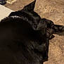 dog, black_dog, lying_down, floor, tile_floor, paw, relaxed, indoor, corner, wall, fabric, blanket, collar, pet, animal, fur, home, resting, quiet, domestic