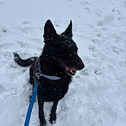 Beauty is registered to the contest to win money with this photo: dog, black_dog, snow, leash, collar, outdoor, pet, canine, winter, playful, animal, sitting, fur, snowflakes, nature, cold, happy, smiling, ears, tail