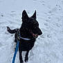 dog, black_dog, snow, leash, collar, outdoor, pet, canine, winter, playful, animal, sitting, fur, snowflakes, nature, cold, happy, smiling, ears, tail