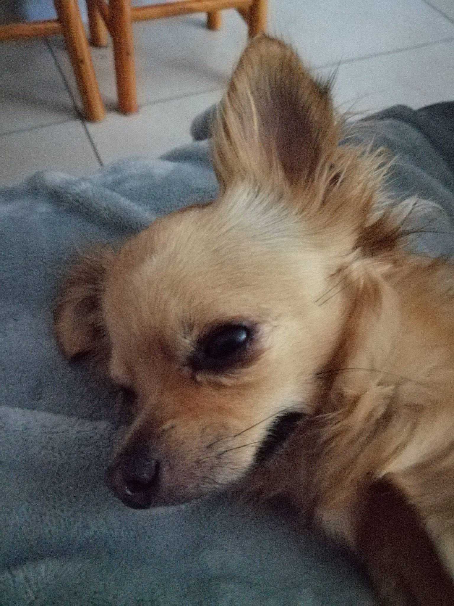 Naya a rejoint le concours — aidez-le/la à gagner de superbes lots ! canidae, carnivore, chihuahua, companion_dog, dog, dog_breed, ear, eye, fawn, mammal, nose, pomeranian, puppy, puppy_love, skin, small_greek_domestic_dog, snout, sporting_group, toy_dog, whiskers