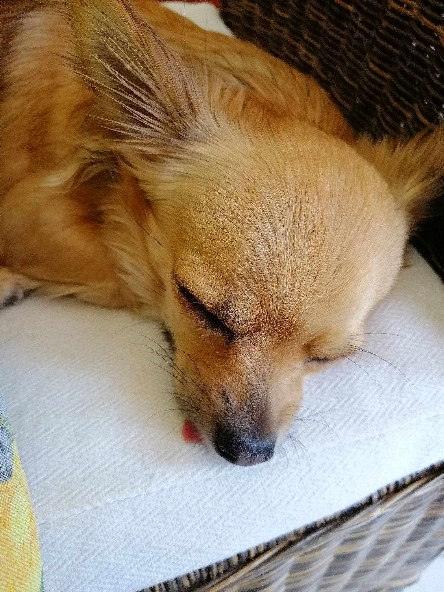 Naya a rejoint le concours — aidez-le/la à gagner de superbes lots ! canidae, carnivore, companion_dog, dog, dog_breed, fawn, german_spitz, german_spitz_klein, german_spitz_mittel, mammal, nap, non_sporting_group, nose, pomeranian, puppy, puppy_love, sleep, snout, spitz, whiskers