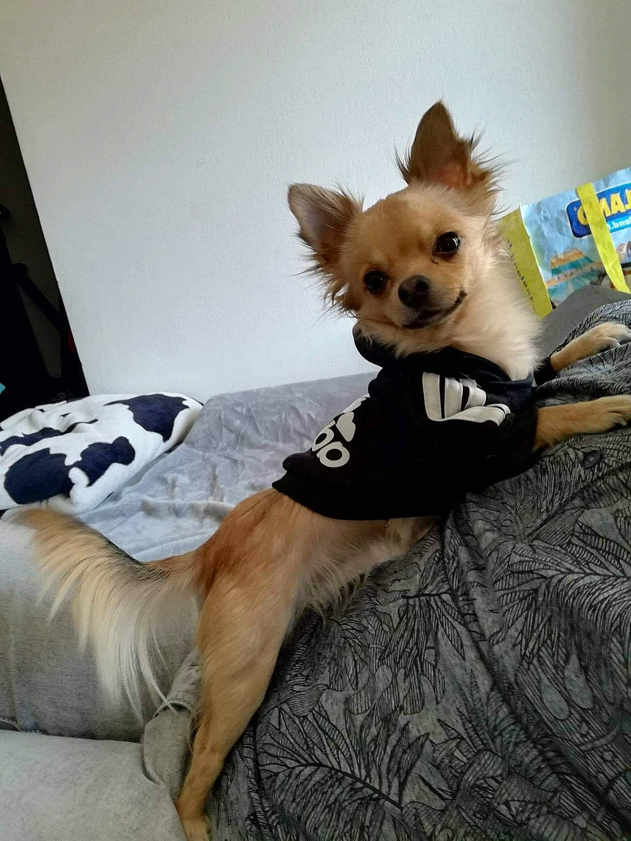 Naya participe au concours pour gagner de l'argent avec cette photo : canidae, carnivore, chihuahua, companion_dog, dog, dog_breed, dog_clothes, fawn, mammal, pomeranian, puppy, toy_dog