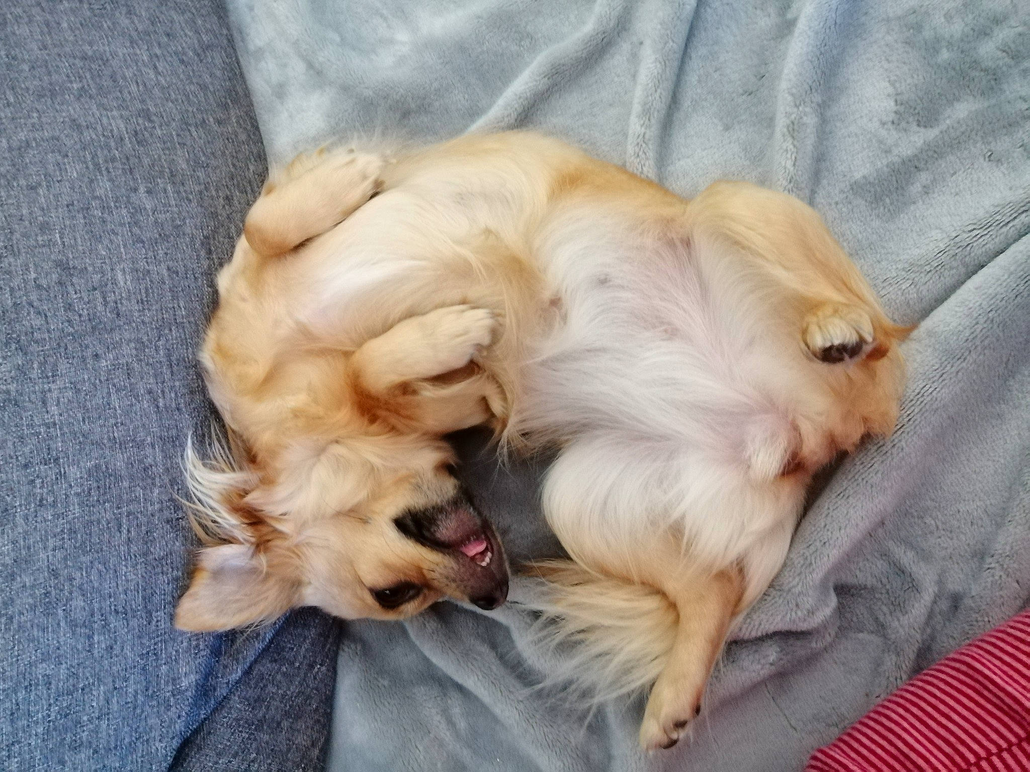 Naya participe au concours pour gagner de l'argent avec cette photo : canidae, carnivore, companion_dog, dog, dog_breed, fawn, fur, golden_retriever, love, nap, pomeranian, puppy, puppy_love, retriever, sleep, small_greek_domestic_dog, sporting_group, tail, toy_dog