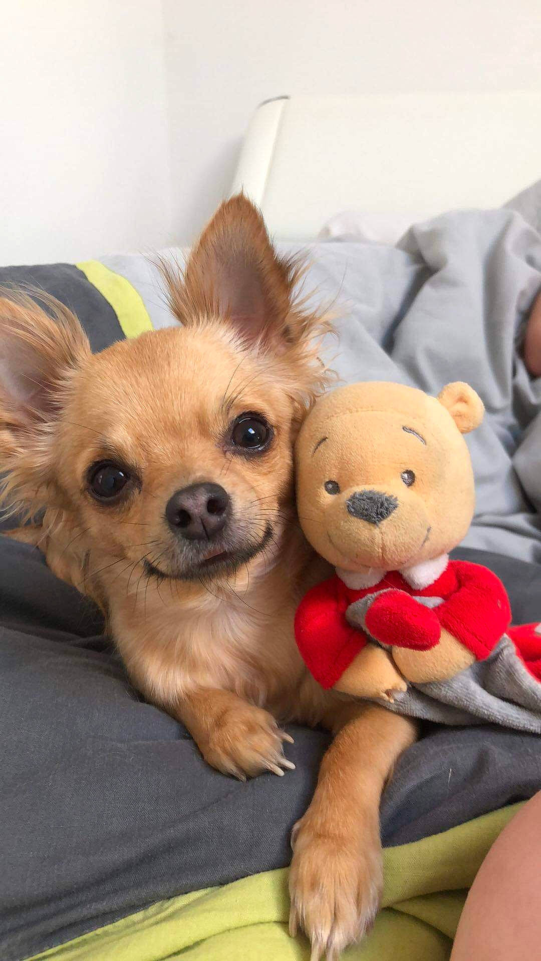 Naya a rejoint le concours — aidez-le/la à gagner de superbes lots ! canidae, carnivore, chihuahua, companion_dog, dog, dog_breed, dog_clothes, fawn, mammal, puppy, puppy_love, snout, sporting_group, toy_dog, vertebrate