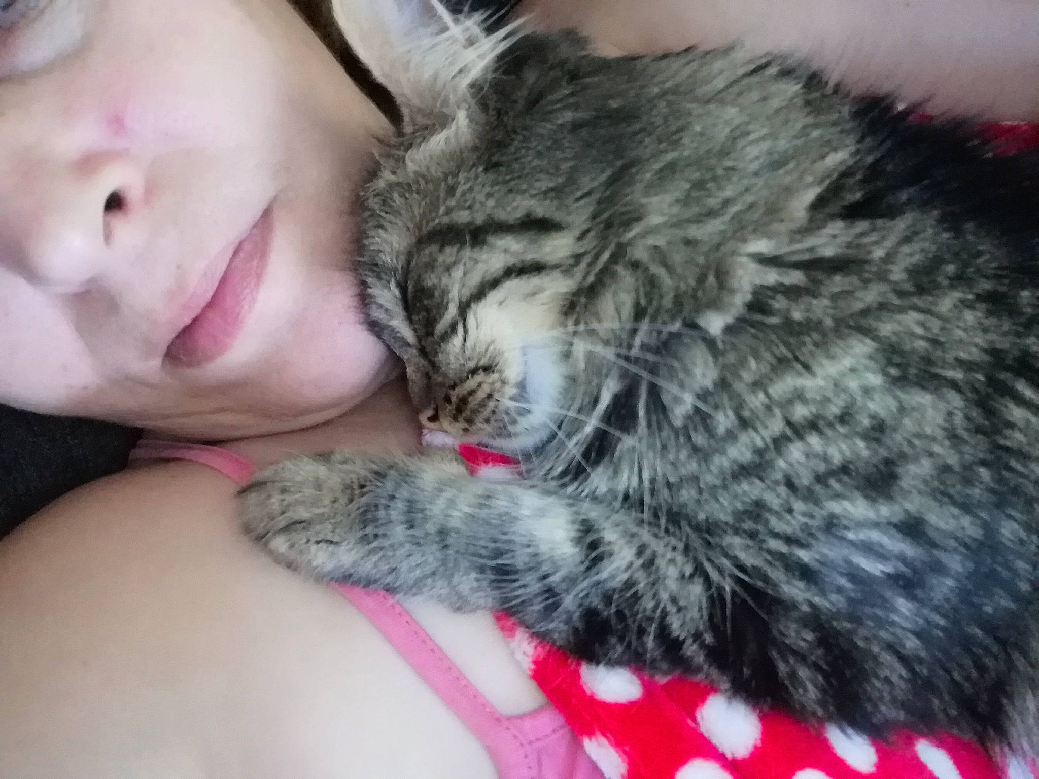 Niki a rejoint le concours — aidez-le/la à gagner de superbes lots ! black_hair, carnivore, cat, cheek, domestic_short_haired_cat, ear, european_shorthair, felidae, fur, kitten, mouth, nap, nose, skin, sleep, small_to_medium_sized_cats, snout, whiskers