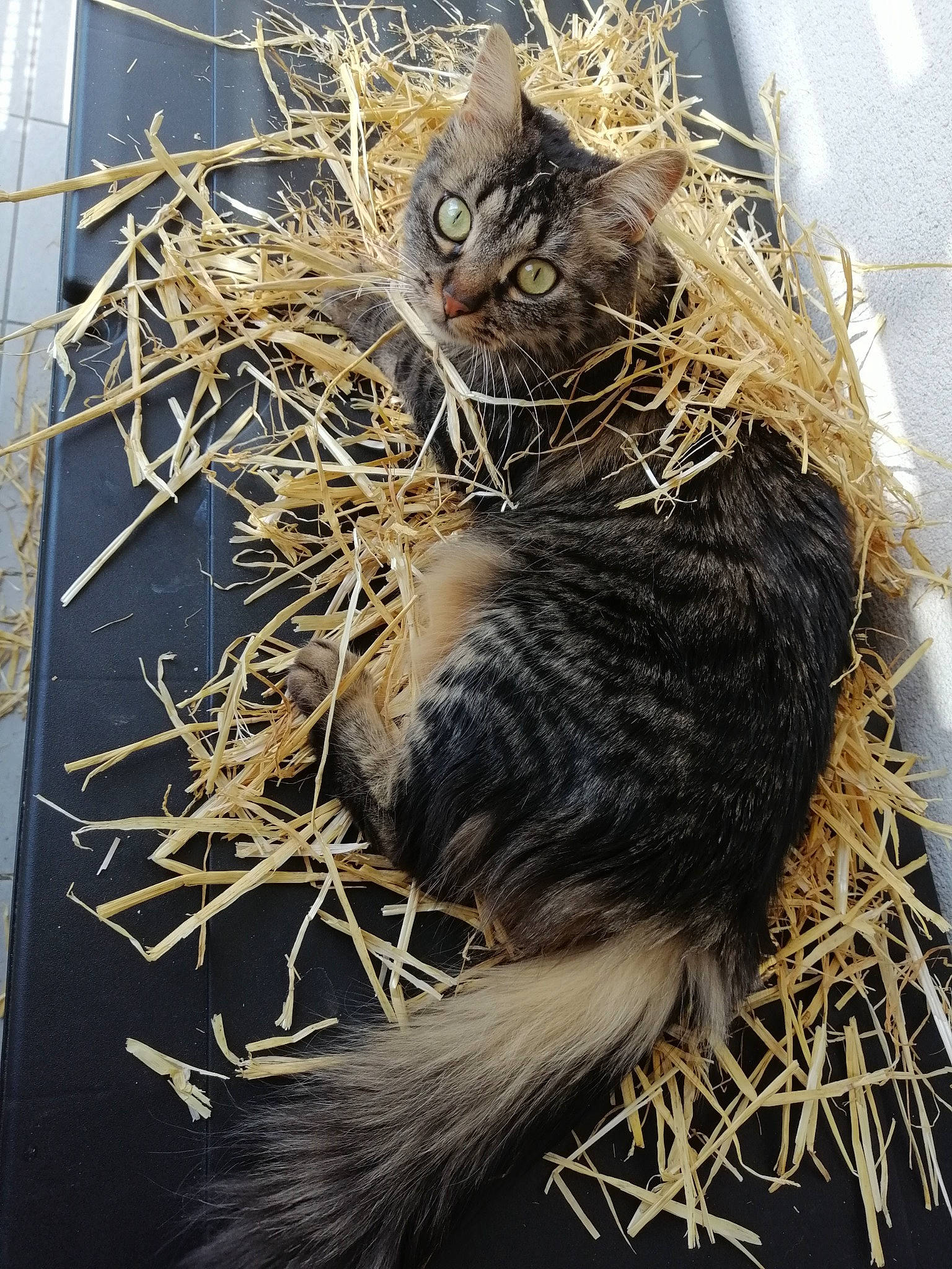 Niki a rejoint le concours — aidez-le/la à gagner de superbes lots ! bird_nest, fur, hay, nest, plant, straw, twig, whiskers