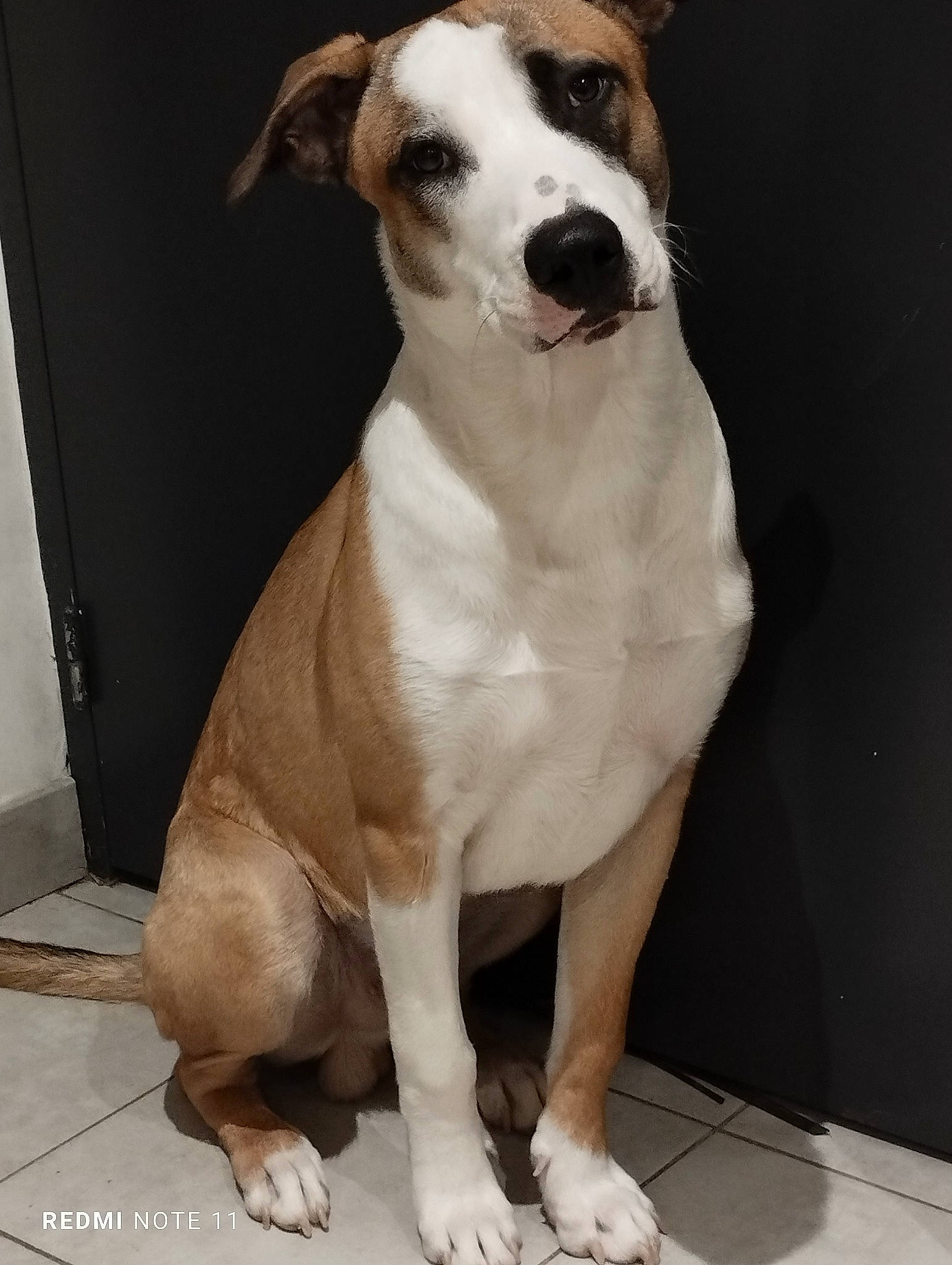 Udefix participe au concours pour gagner de l'argent avec cette photo : ancient_dog_breeds, canidae, carnivore, collar, companion_dog, dog, dog_breed, dog_collar, fawn, fur, hunting_dog, non_sporting_group, paw, snout, tail, terrestrial_animal, whiskers, working_animal, working_dog