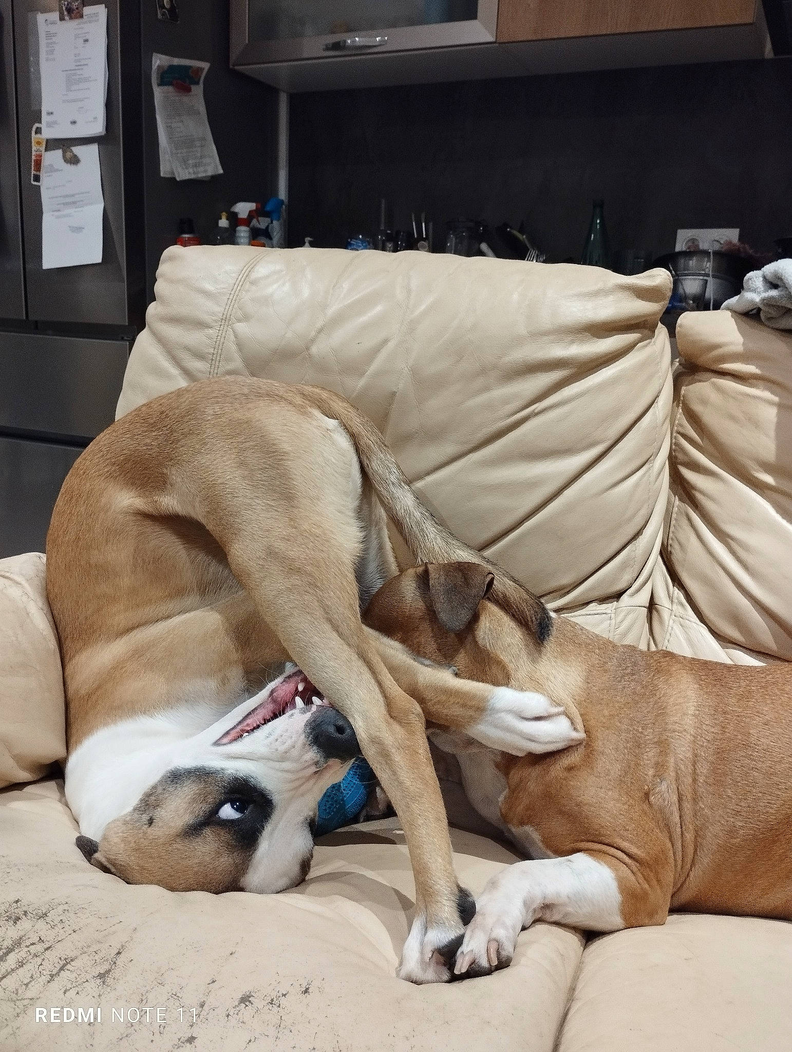 Udefix participe au concours pour gagner de l'argent avec cette photo : canidae, carnivore, comfort, companion_dog, couch, dog, dog_breed, fawn, fur, hardwood, linens, nap, non_sporting_group, sighthound, sleep, sporting_group, studio_couch, tail, wood, working_animal