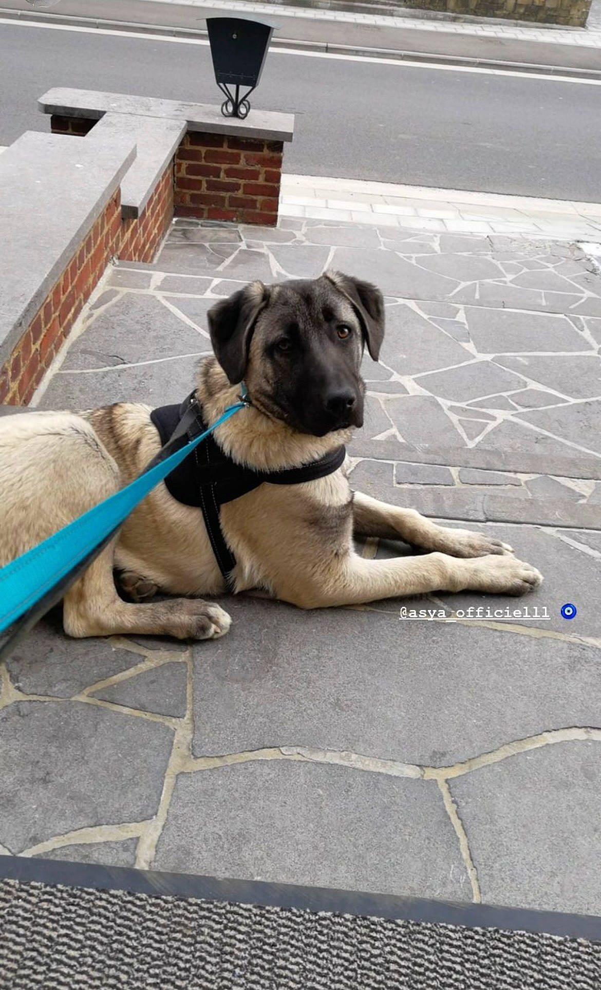 Asya a rejoint le concours — aidez-le/la à gagner de superbes lots ! canidae, carnivore, collar, companion_dog, dog, dog_breed, dog_collar, dog_supply, fawn, flooring, grey, guard_dog, leash, pet_supply, road_surface, sidewalk, snout, sporting_group, tail, working_animal