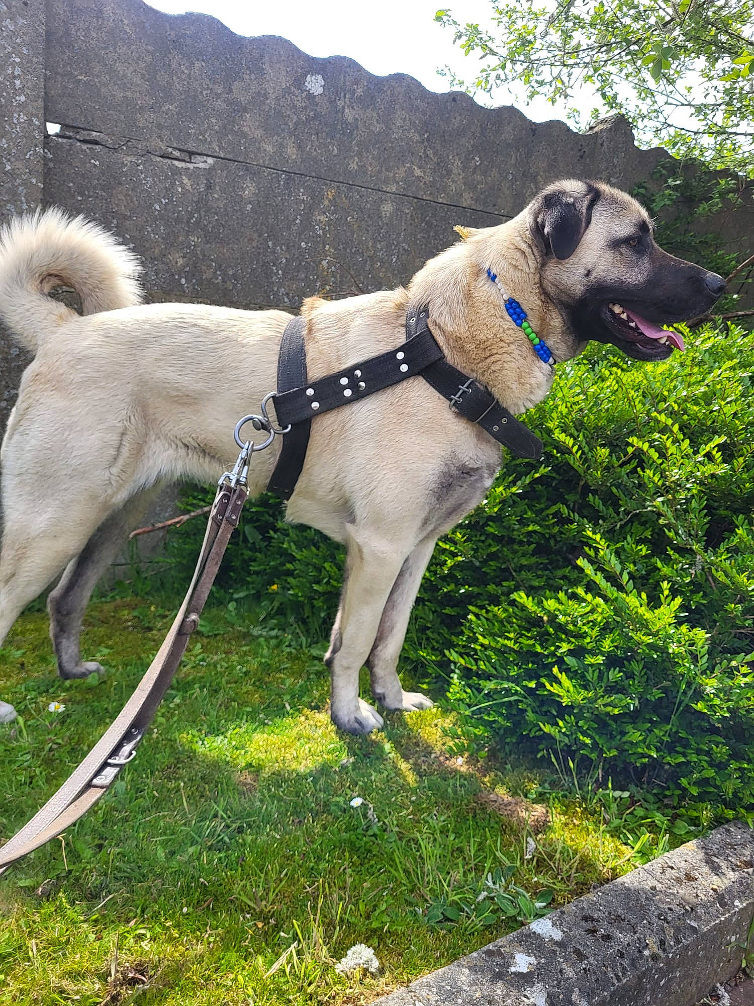 Asya participe au concours pour gagner de l'argent avec cette photo : canidae, carnivore, collar, companion_dog, dog, dog_breed, dog_collar, dog_supply, eyewear, fawn, grass, leash, pet_supply, plant, sky, snout, tail, terrestrial_animal, tree, working_animal