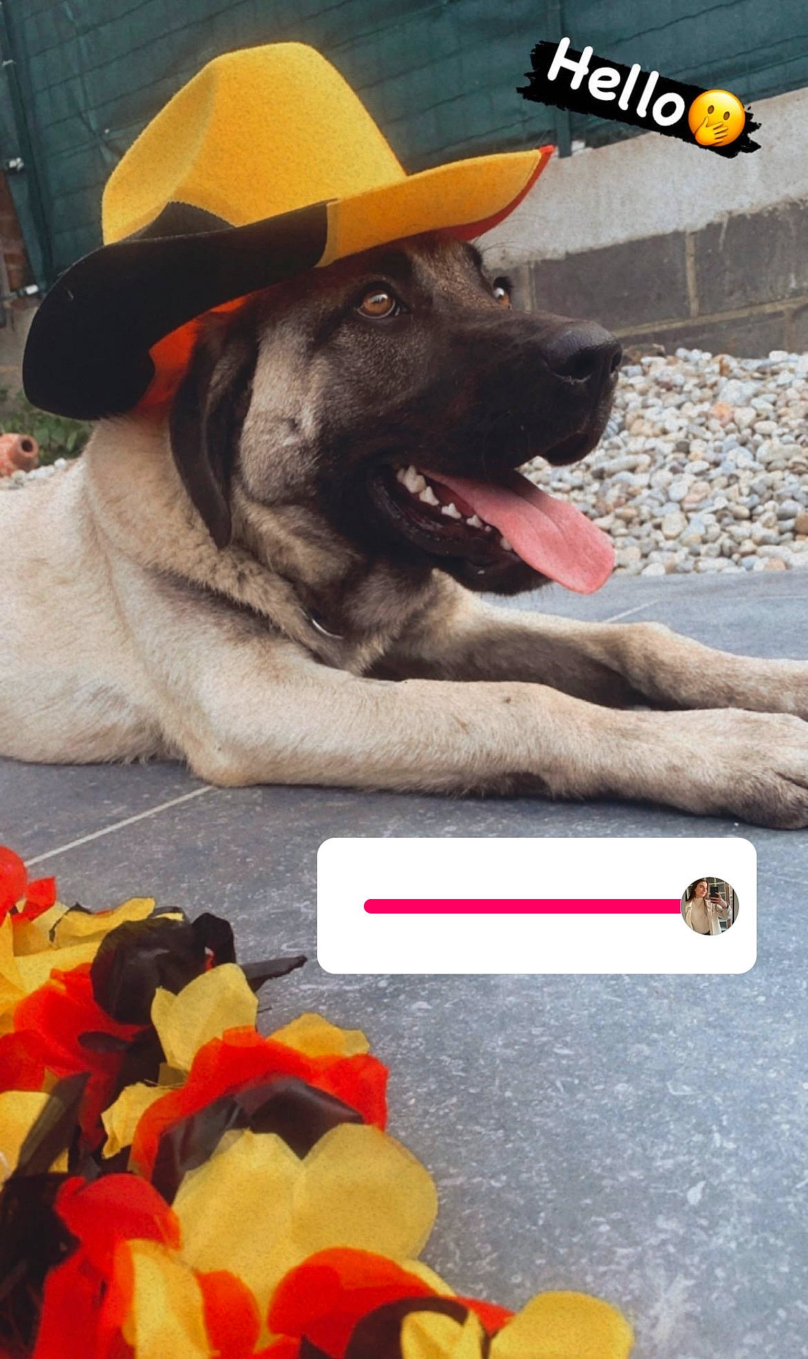 Asya a rejoint le concours — aidez-le/la à gagner de superbes lots ! carmine, carnivore, collar, companion_dog, dog, dog_breed, dog_supply, fashion_accessory, flower, font, happy, hat, logo, mammal, petal, photo_caption, plant, snout, sun_hat, vertebrate