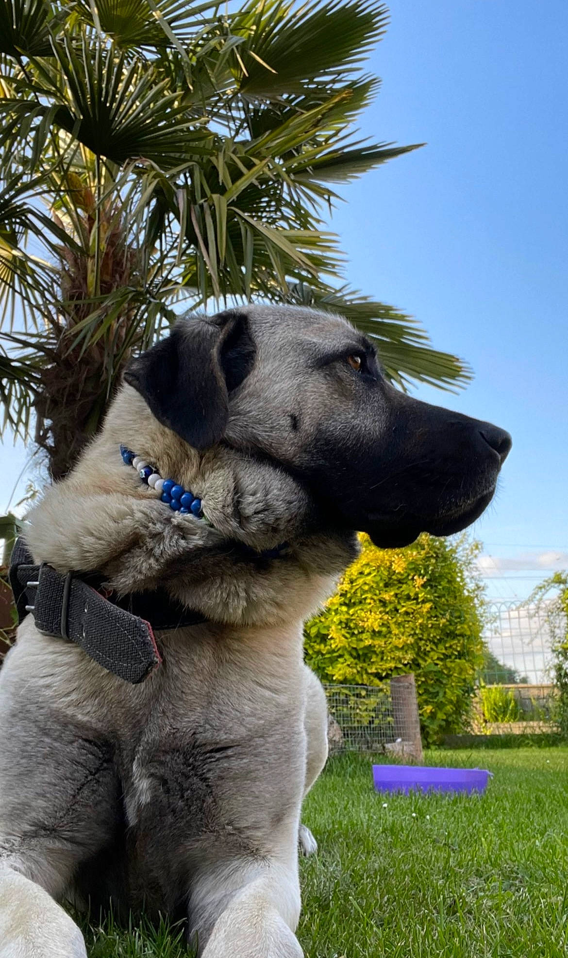 Asya a rejoint le concours — aidez-le/la à gagner de superbes lots ! art, canidae, carnivore, companion_dog, dog, dog_breed, electric_blue, fawn, grass, lawn_ornament, palm_tree, plant, sky, snout, sporting_group, tail, terrestrial_animal, toy, tree, working_animal