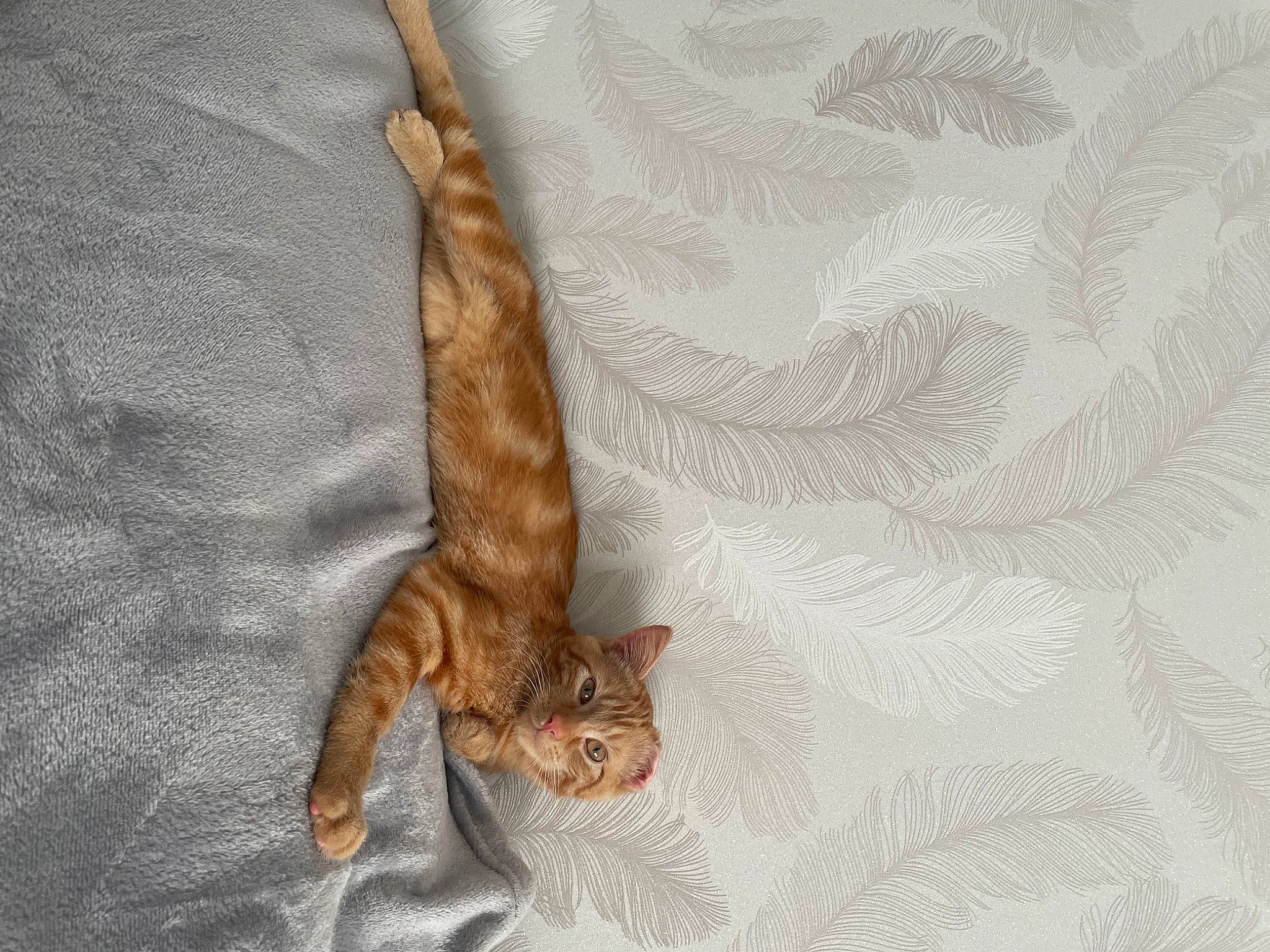 Yuzu a rejoint le concours — aidez-le/la à gagner de superbes lots ! carnivore, cat, claw, comfort, domestic_short_haired_cat, fawn, felidae, foot, fur, linens, macro_photography, paw, peach, small_to_medium_sized_cats, tail, terrestrial_animal, twig, whiskers, wildlife, wood