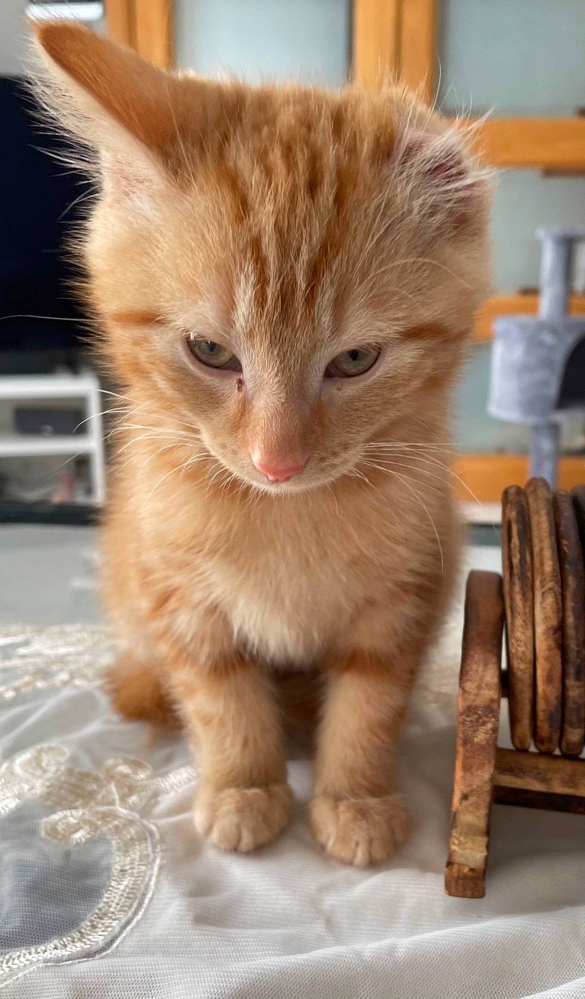 Yuzu participe au concours pour gagner de l'argent avec cette photo : carnivore, cat, claw, curious, domestic_short_haired_cat, fawn, felidae, fur, paw, pet_supply, photo_caption, shelf, sitting, small_to_medium_sized_cats, snout, tail, terrestrial_animal, whiskers, wildlife, wood