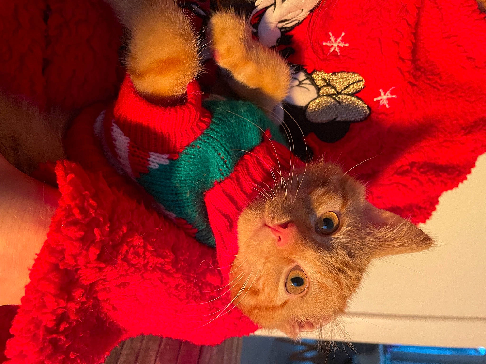 Yuzu a rejoint le concours — aidez-le/la à gagner de superbes lots ! canidae, child, companion_dog, costume, event, fawn, felidae, fur, headgear, magenta, pattern, pink, red, snout, stuffed_toy, tail, textile, toy, whiskers, wool