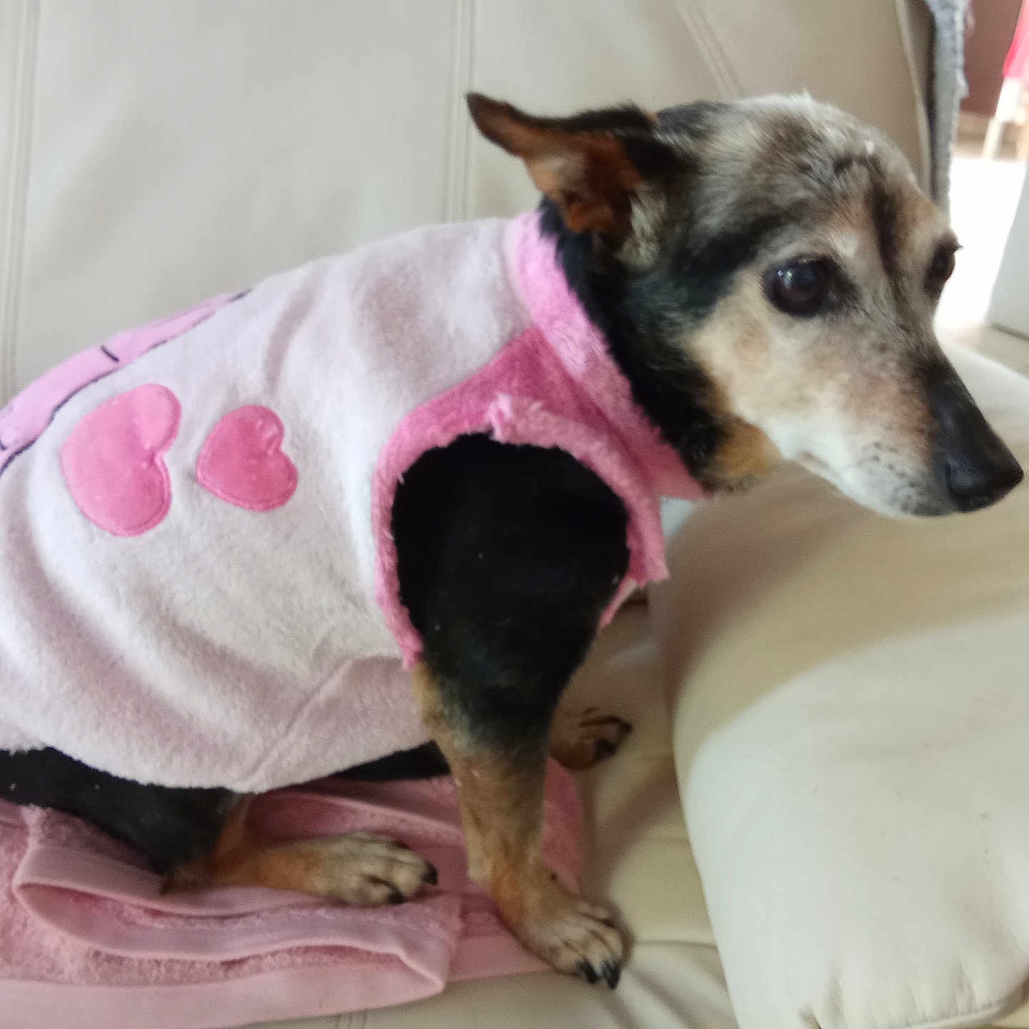 Vanille participe au concours pour gagner de l'argent avec cette photo : animal, calm, couch, cozy, cute, dog, ears, fur, heart, home, indoor, leather, paw, pet, pink, resting, sitting, small_dog, sweater, towel