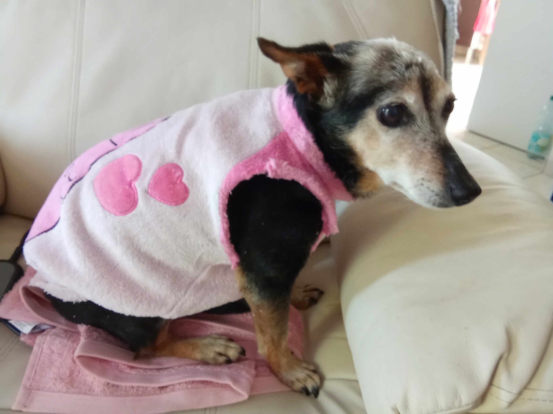 Vanille participe au concours pour gagner de l'argent avec cette photo : dog, pet, sweater, pink, heart, couch, leather, towel, indoor, animal, small_dog, sitting, cozy, cute, fur, ears, paw, resting, home, calm