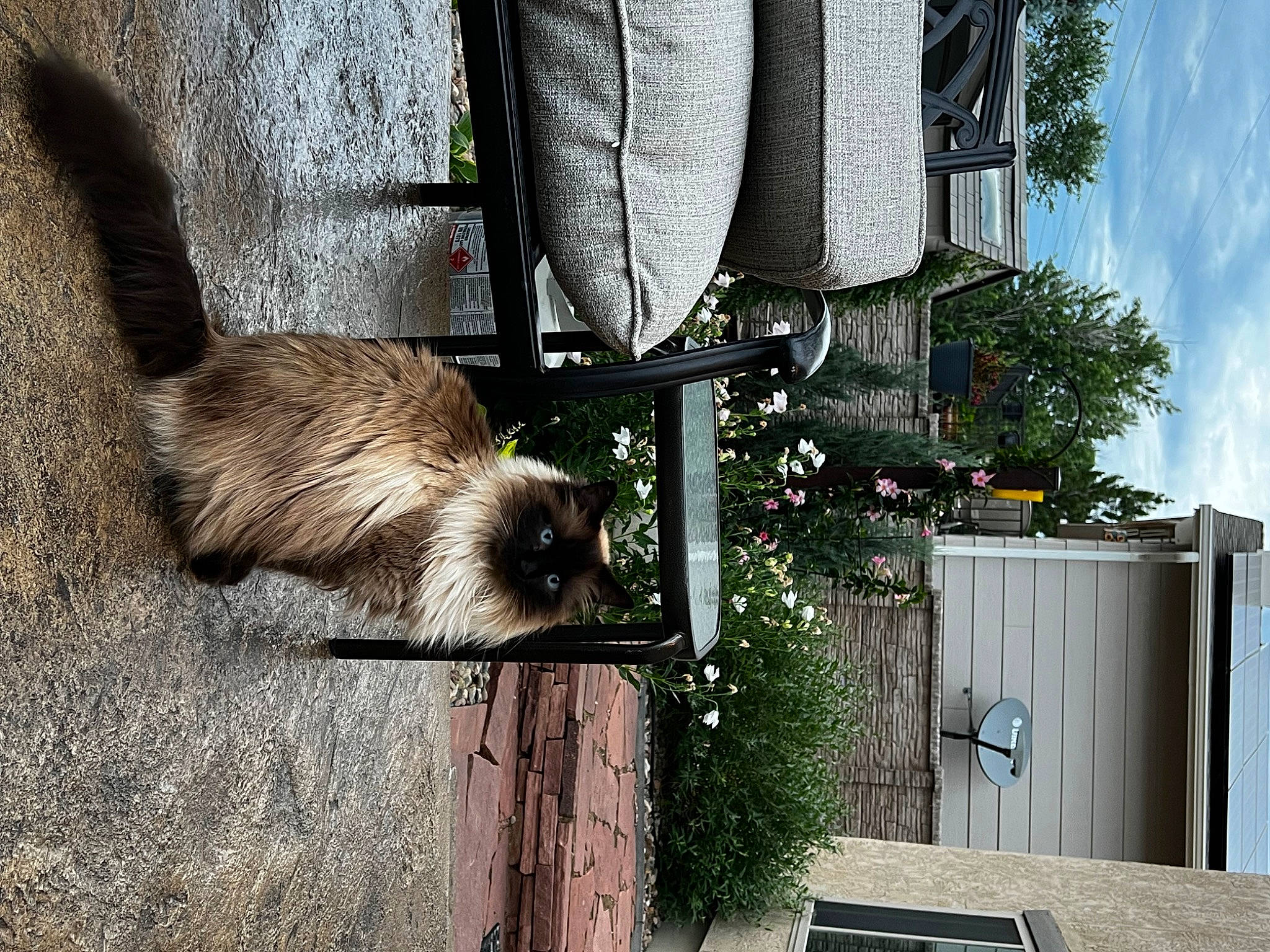 Dutches is registered to the contest to win money with this photo: claw, cloud, fawn, flowerpot, fur, metal, mustelidae, mustelinae, plant, procyonidae, rodent, sky, tail, terrestrial_animal, tree, whiskers, wildlife, window, wood, zoo