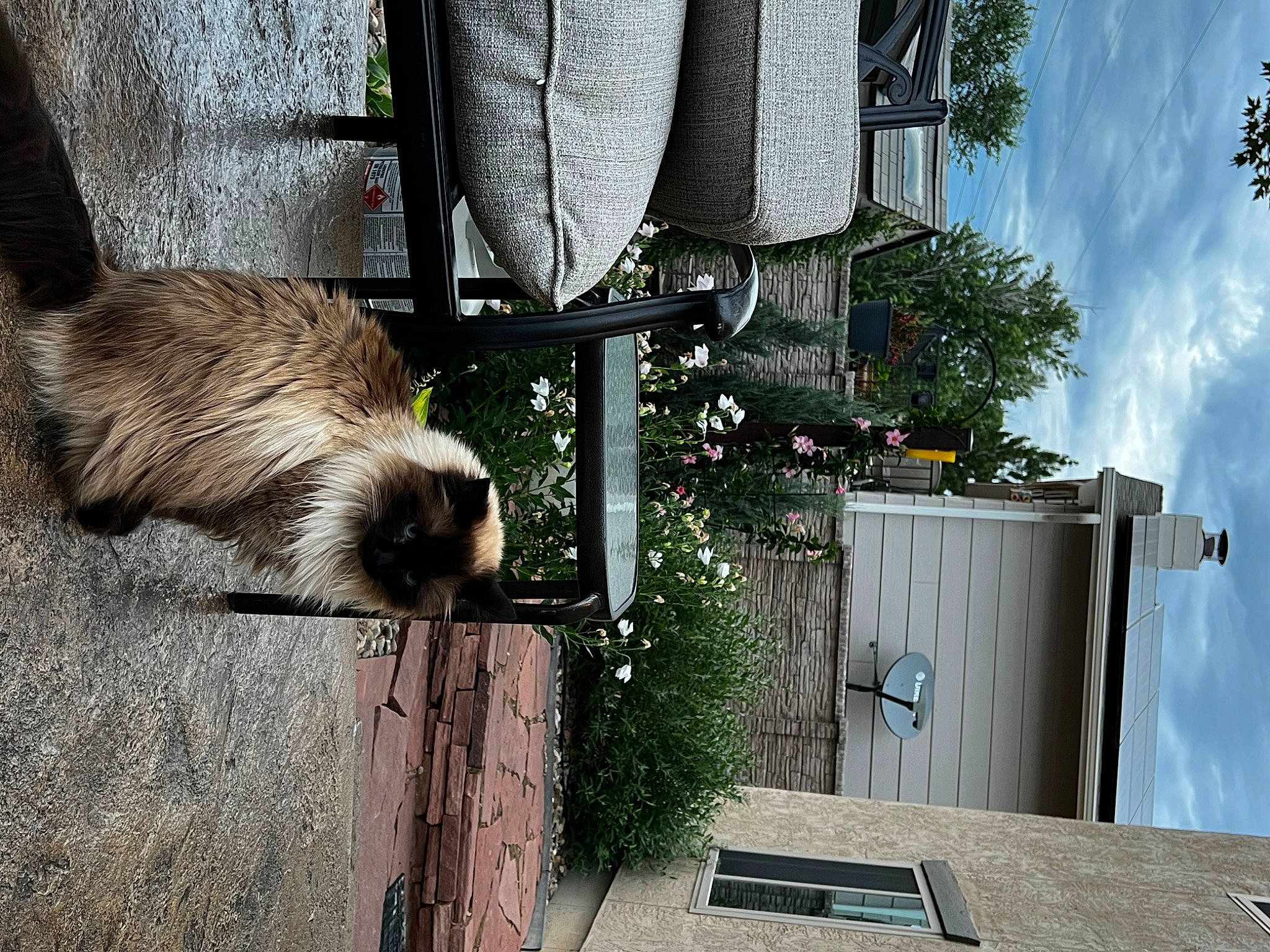 Dutches joined the competition — help win amazing prizes! canidae, carnivore, cloud, flowerpot, fur, hardwood, mustelidae, plant, road_surface, rodent, sky, sporting_group, tail, tree, wood