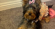 Bella joined the competition — help win amazing prizes! animal, bow, carpet, companion, curious, cute, dog, dress, ears, floor, floral_dress, fur, indoor, laying, looking, pet, pink_bow, small_dog, wall, yorkshire_terrier