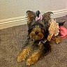 animal, bow, carpet, companion, curious, cute, dog, dress, ears, floor, floral_dress, fur, indoor, laying, looking, pet, pink_bow, small_dog, wall, yorkshire_terrier