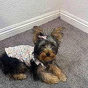 Bella joined the competition — help win amazing prizes! adorable, animal, baseboard, carpet, companion, corner, cute, dog, dress, ears_up, floral_pattern, fluffy_fur, fur_texture, indoor, laying_down, long_fur, pet, pink_bow, small_dog, white_wall