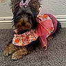 Bella is registered to the contest to win money with this photo: dog, pet, animal, carpet, indoor, clothing, dress, bow, fluffy, cute, small_dog, fur, pink, orange, black, brown, wall, texture, peeling_paint, resting