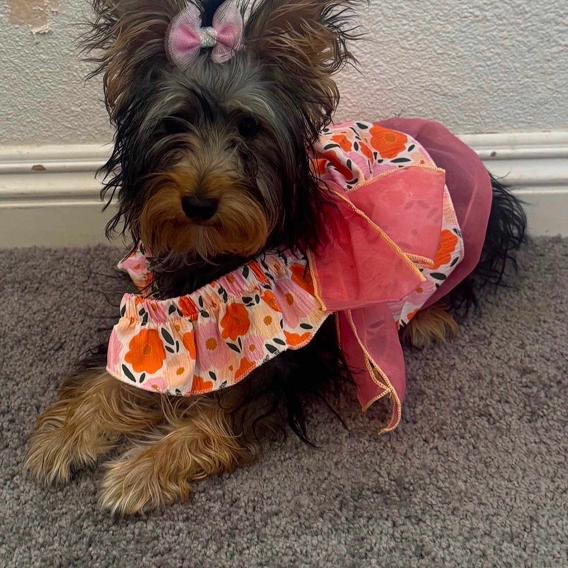 Bella is registered to the contest to win money with this photo: dog, pet, animal, carpet, indoor, clothing, dress, bow, fluffy, cute, small_dog, fur, pink, orange, black, brown, wall, texture, peeling_paint, resting
