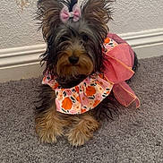 Bella joined the competition — help win amazing prizes! dog, small_dog, bow, pink_bow, dress, floral_dress, carpet, gray_carpet, indoor, pet, cute, fur, animal, lying_down, adorable, wall, home, domestic, portrait, decor