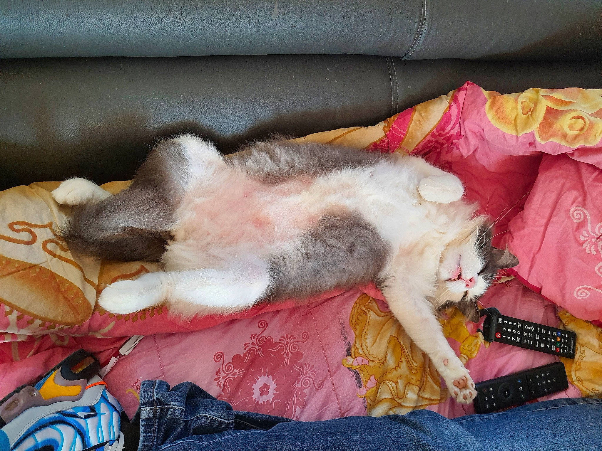 Grisou participe au concours pour gagner de l'argent avec cette photo : canidae, carnivore, cat, comfort, companion_dog, couch, dog_breed, domestic_short_haired_cat, fawn, felidae, fur, human_leg, lap, linens, nap, small_to_medium_sized_cats, sporting_group, tail, textile, whiskers