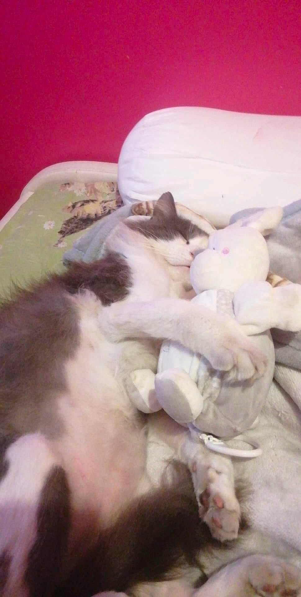 Grisou participe au concours pour gagner de l'argent avec cette photo : carnivore, cat, comfort, companion_dog, dog_breed, fang, felidae, fur, nap, paw, small_to_medium_sized_cats, tail, whiskers